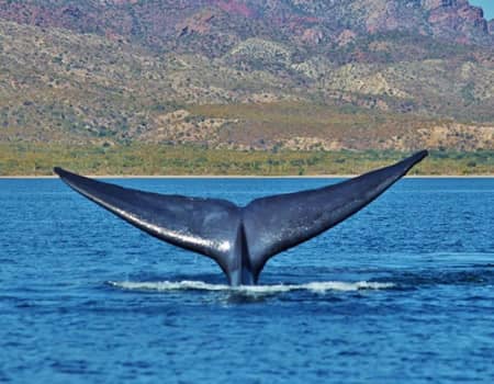 Blue Whales in Loreto!